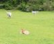 La meravigliosa pigrizia degli animali