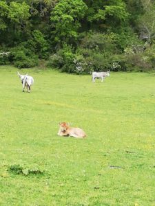 La meravigliosa pigrizia degli animali