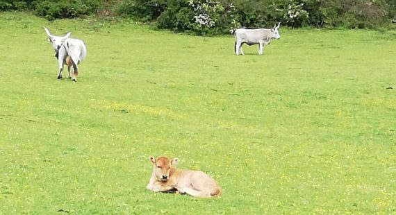 La meravigliosa pigrizia degli animali